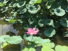 -大兴滨河森林公园