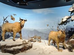 -陕西自然博物馆