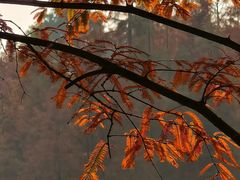 -白鹭湾湿地公园