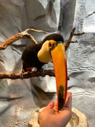 -Zoolung Zoolung动物主题公园(海信广场店)