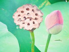 -普陀山风景名胜区-法雨禅寺