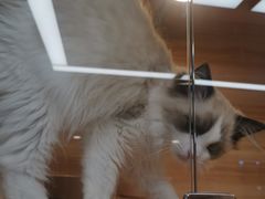 -猫十亿·布偶金渐层·曼基康矮脚猫舍(青年路店)