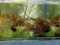 -聚鲜阁海鲜美食城(香水湾店)
