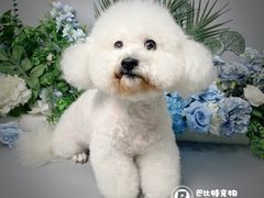 -BABIT巴比特宠物(MOMOPARK店)