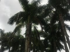 -呀诺达热带雨林