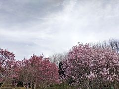 -洛阳市隋唐城遗址植物园