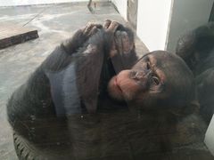 黑猩猩-西安秦岭野生动物园