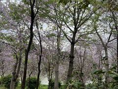 -广东花都湖国家湿地公园