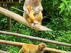 -西双版纳原始森林公园