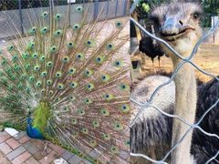 -长白岛森林公园