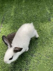 -萌宠亲子动物乐园(槐房万达店)