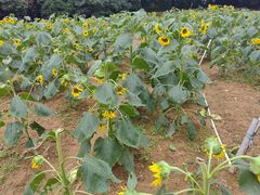 -松山湖梦幻百花洲