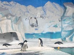 -海合安天津极地海洋公园