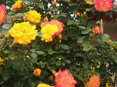 -名花谷生态庄园