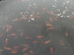 -西湖外事游船(花港观鱼码头)