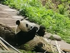 -都江堰中华大熊猫苑
