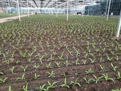 -兰陵国家农业公园