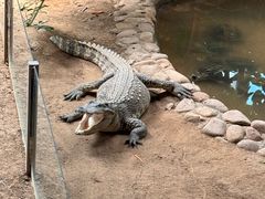 -西霞口神雕山野生动物世界