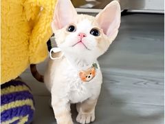 -山宅一喵德文卷毛猫舍
