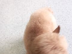 -宠颐生宠物医院·心肾内科·猫专科诊疗中心宠巢店