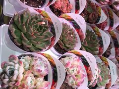 -KKV(东莞海德汇一城店)