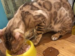 -猫小院猫主题咖啡厅(北锣店)