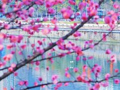 -望江楼公园