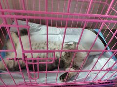 -喜多萌中农锦绣动物医院24H·猫科·牙科MRI·CT