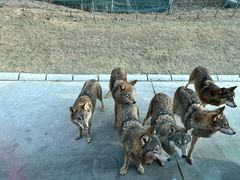 -北京野生动物园