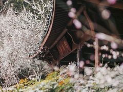 -杭州植物园