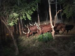 -清迈夜间动物园