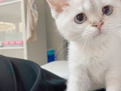 -lincat·猫舍(广州店)