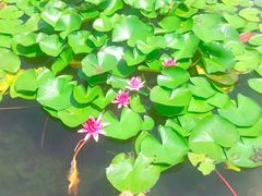 -天鹅湖体育公园