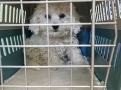 -全心全意连锁动物医院(加州店)