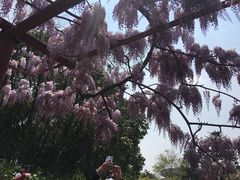 -嘉定紫藤园