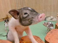 -藦茜花园宠物主题亲子互动体验馆(国顺东路店)