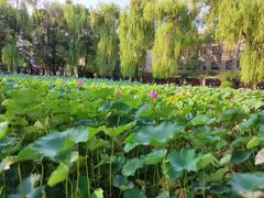 -四川大学(望江校区)