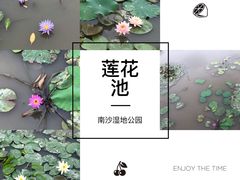-大湾区中央湿地公园