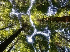 -武陵山森林公园