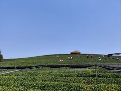 -龙坞茶村