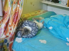 -荔康动物医院(康王北路店)