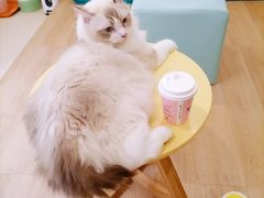 -猫在这儿猫咪咖啡馆·撸猫馆
