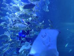 -太平洋海底世界