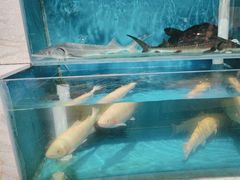 -福娣·金沙银贝海鲜火锅