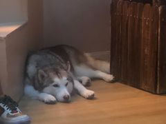 -Husky Go! 哈士奇体验馆·宠物咖啡厅狗咖