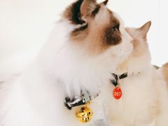 -喵喵咪呀布偶猫咖(春熙路店)