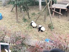 -成都大熊猫繁育研究基地