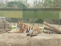 -上海野生动物园