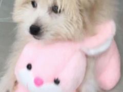 -乐琪宠物医院·犬猫专科·骨外科·急重症