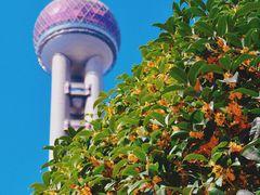 -东方明珠广播电视塔